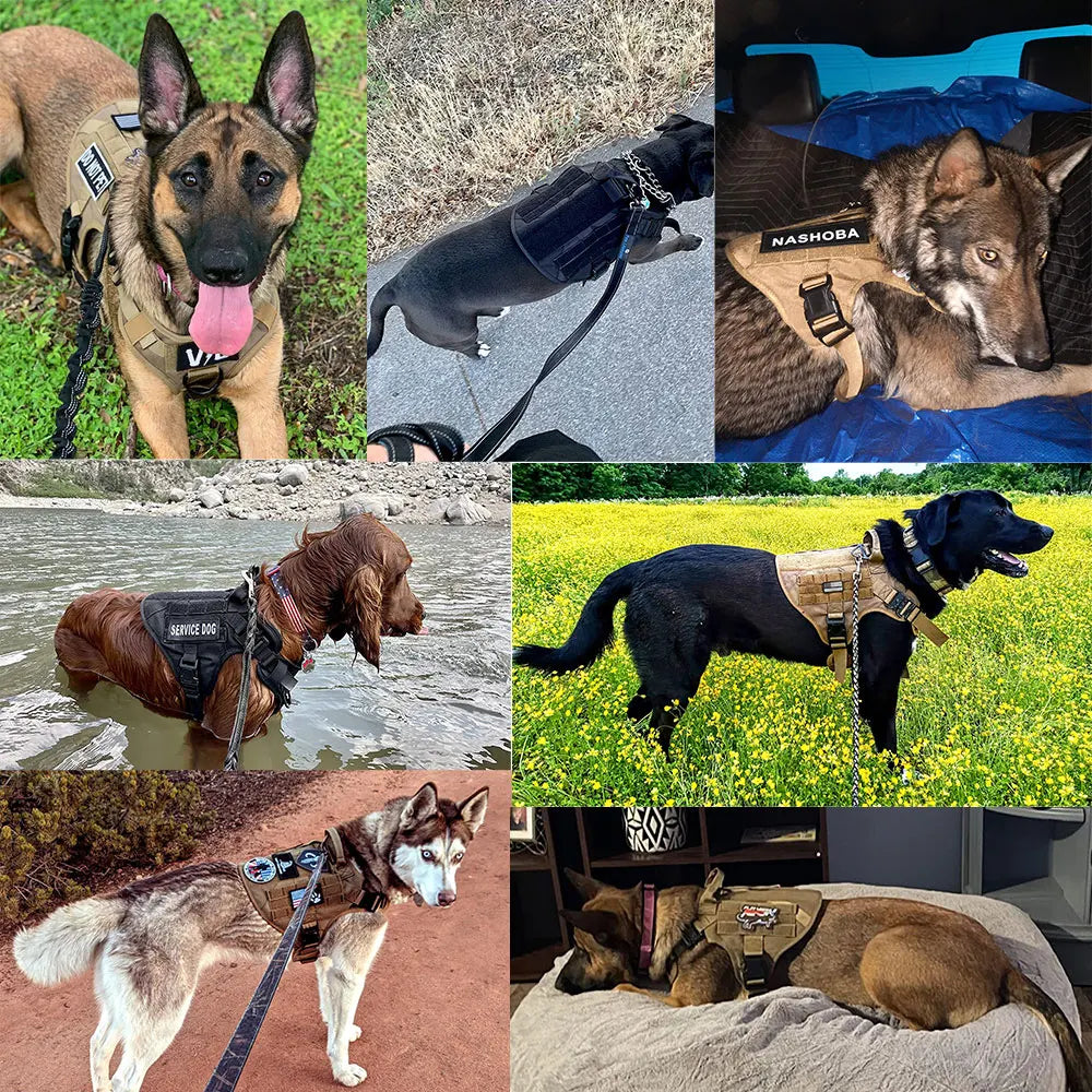 PETRAVEL Padded Nylon Dog Harness With Adjustable Leash Set